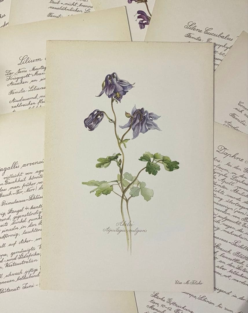 No.439ドイツ ヴィンテージ 紙もの ボタニカルアート 植物図鑑 水彩画