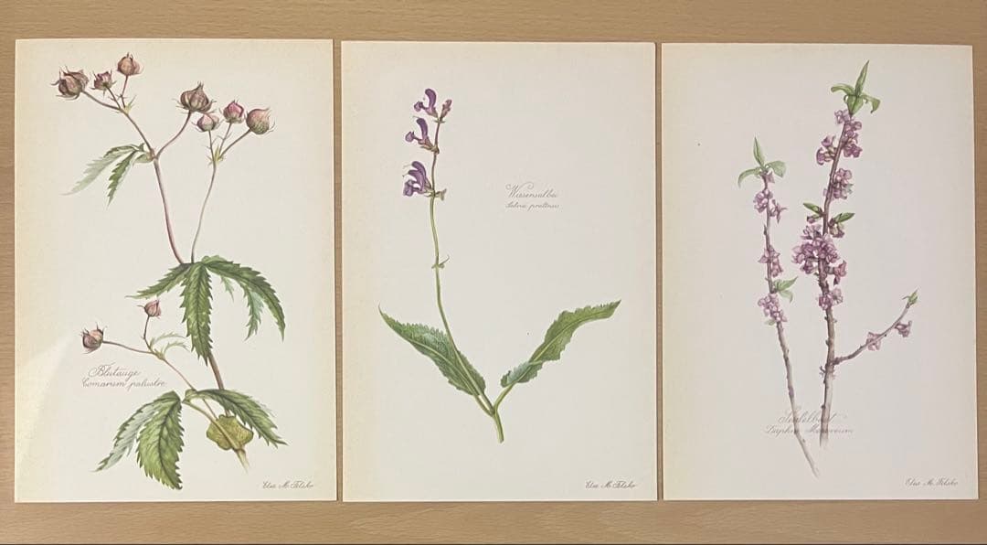 No.439ドイツ ヴィンテージ 紙もの ボタニカルアート 植物図鑑 水彩画