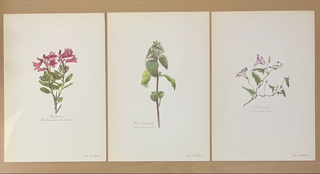 No.439ドイツ ヴィンテージ 紙もの ボタニカルアート 植物図鑑 水彩画