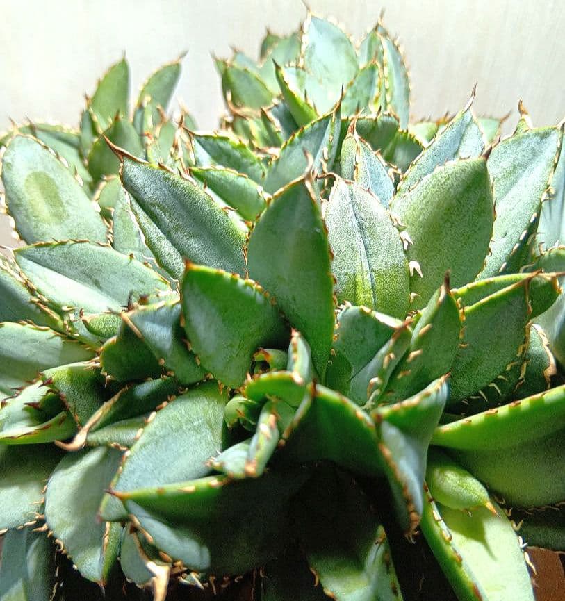 アガベ　チタノタ　フィリグリー　デビル　クレステッド　綴化　鉢ごとメルカリ便発送