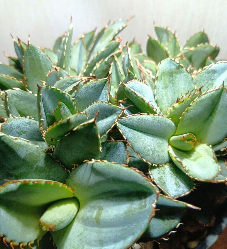 アガベ　チタノタ　フィリグリー　デビル　クレステッド　綴化　鉢ごとメルカリ便発送