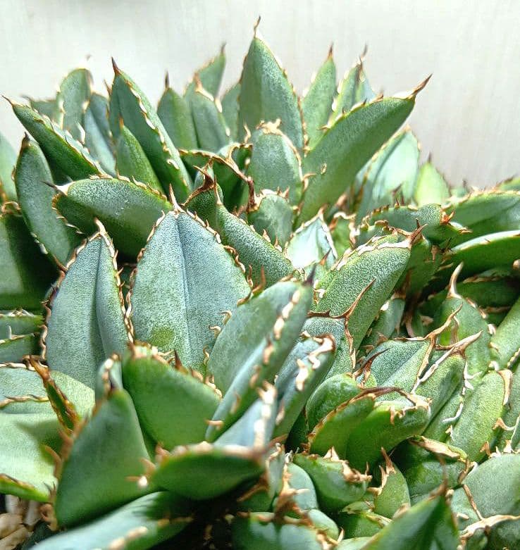 アガベ　チタノタ　フィリグリー　デビル　クレステッド　綴化　鉢ごとメルカリ便発送