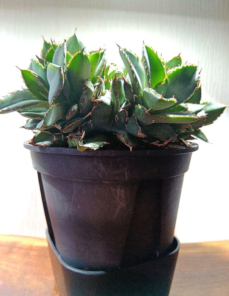 アガベ　チタノタ　フィリグリー　デビル　クレステッド　綴化　鉢ごとメルカリ便発送