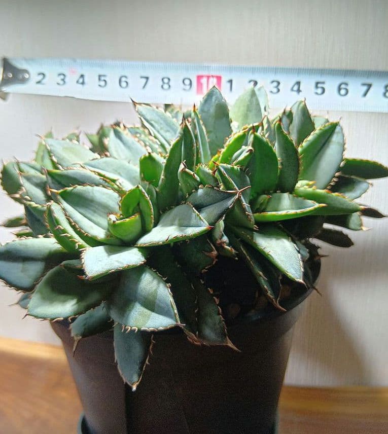 アガベ　チタノタ　フィリグリー　デビル　クレステッド　綴化　鉢ごとメルカリ便発送