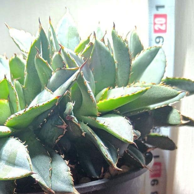 アガベ　チタノタ　フィリグリー　デビル　クレステッド　綴化　鉢ごとメルカリ便発送