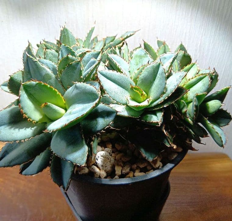 アガベ　チタノタ　フィリグリー　デビル　クレステッド　綴化　鉢ごとメルカリ便発送