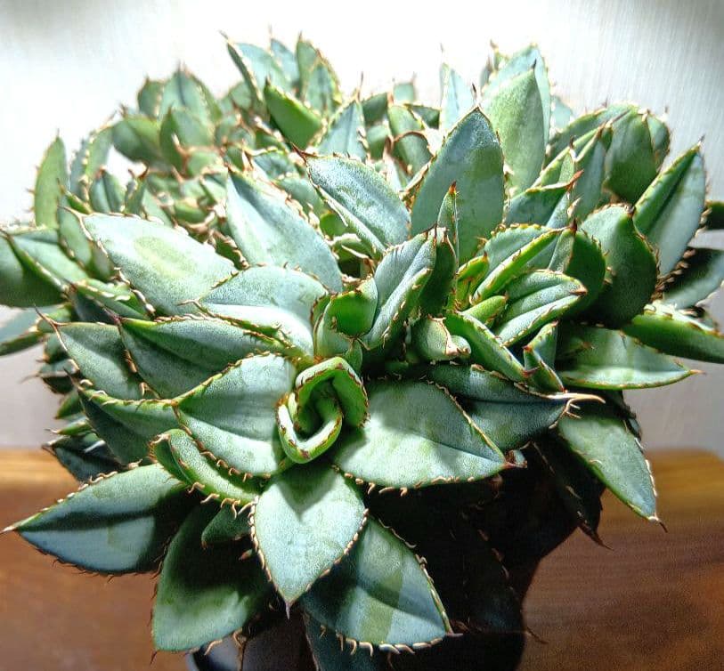 アガベ　チタノタ　フィリグリー　デビル　クレステッド　綴化　鉢ごとメルカリ便発送