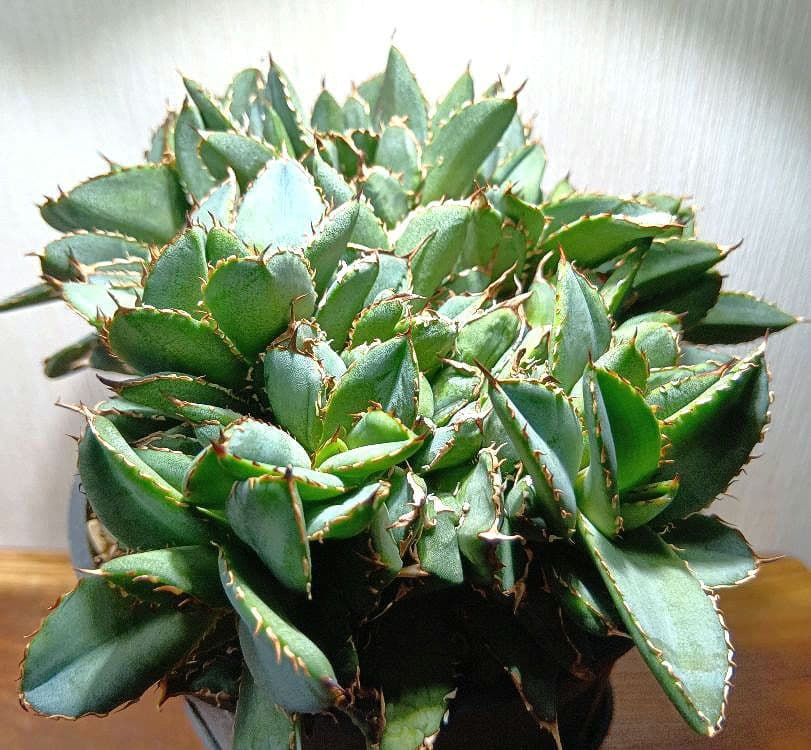 アガベ　チタノタ　フィリグリー　デビル　クレステッド　綴化　鉢ごとメルカリ便発送