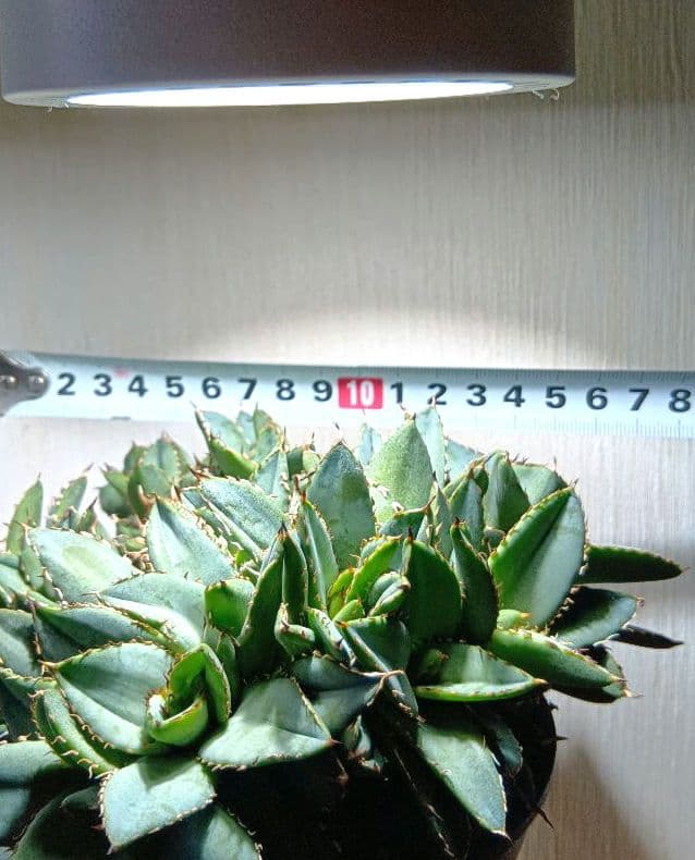 アガベ　チタノタ　フィリグリー　デビル　クレステッド　綴化　鉢ごとメルカリ便発送