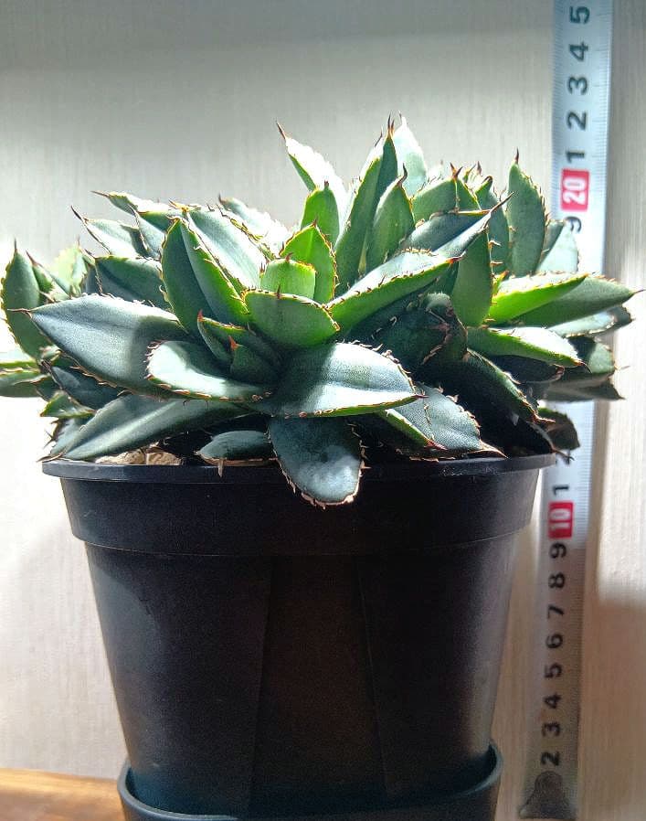 アガベ　チタノタ　フィリグリー　デビル　クレステッド　綴化　鉢ごとメルカリ便発送