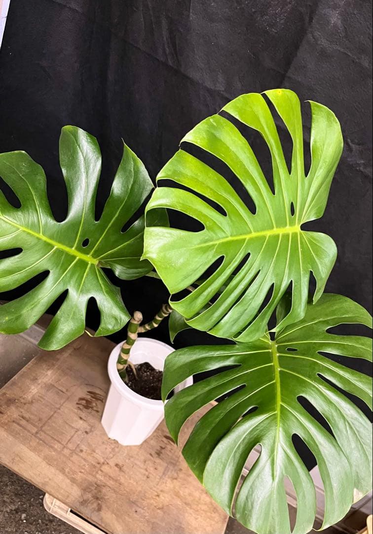 幹上がり　幹立　モンステラ　デリシオーサ　3枚葉　オシャレ　インテリア　観葉植物