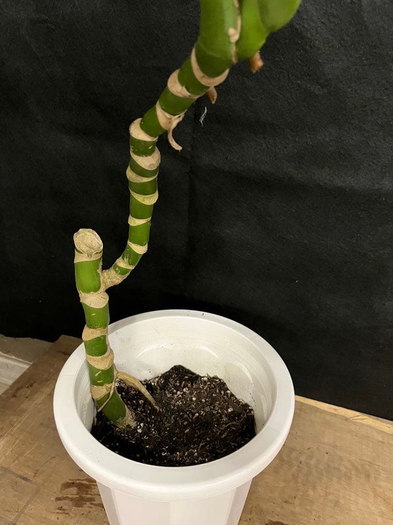 幹上がり　幹立　モンステラ　デリシオーサ　3枚葉　オシャレ　インテリア　観葉植物