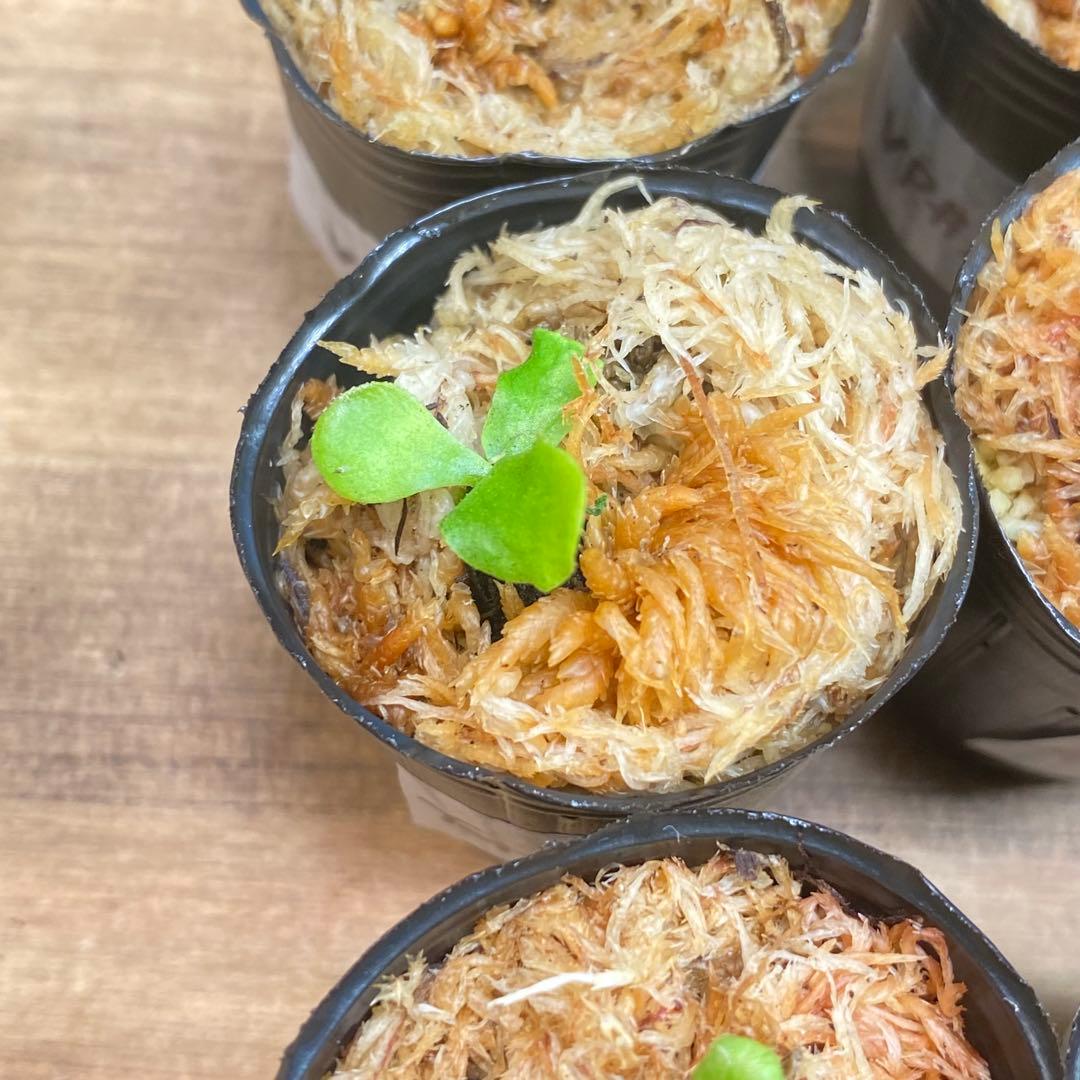 Yellow Moon dwarf Totoroなどビカクシダ胞子培養株20種