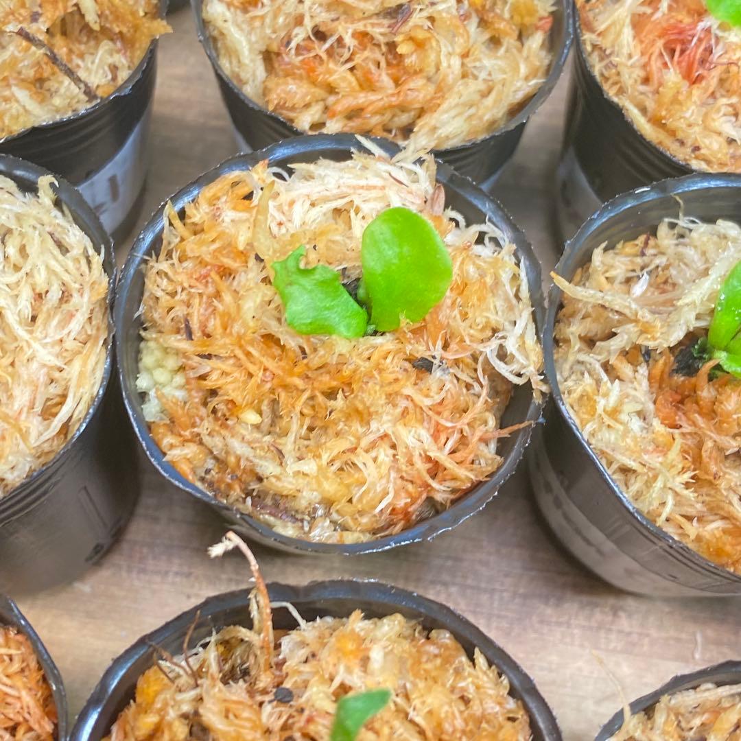 Yellow Moon dwarf Totoroなどビカクシダ胞子培養株20種