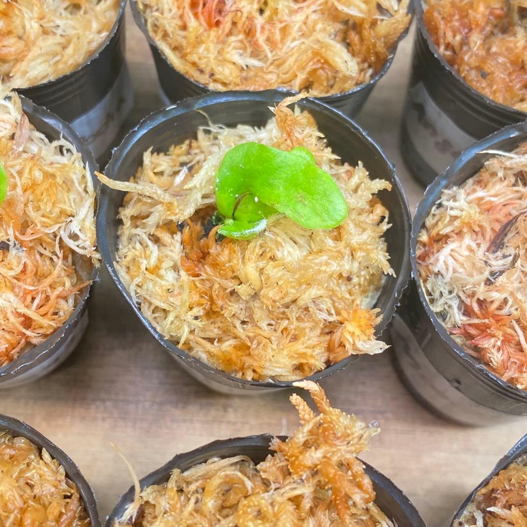 Yellow Moon dwarf Totoroなどビカクシダ胞子培養株20種