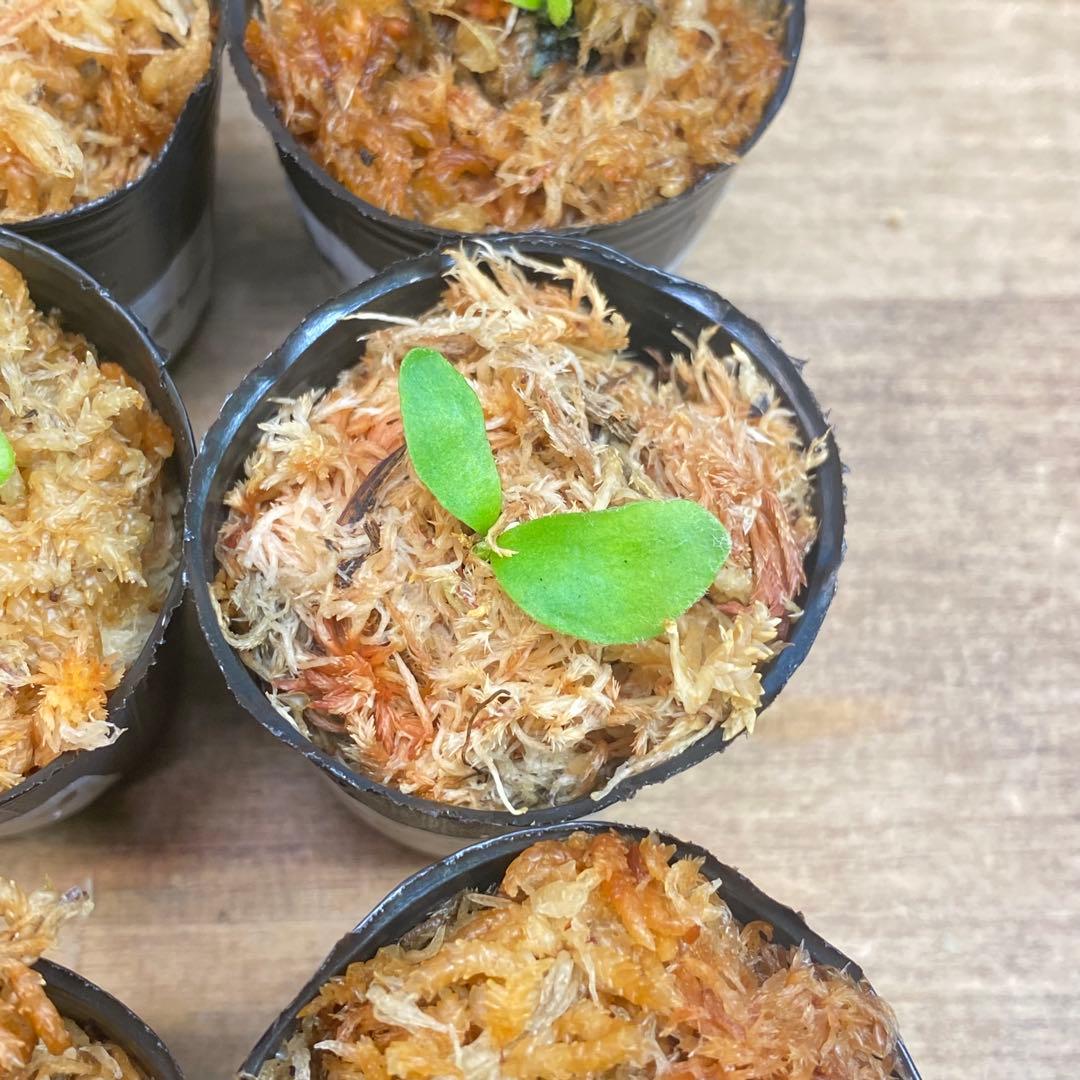 Yellow Moon dwarf Totoroなどビカクシダ胞子培養株20種