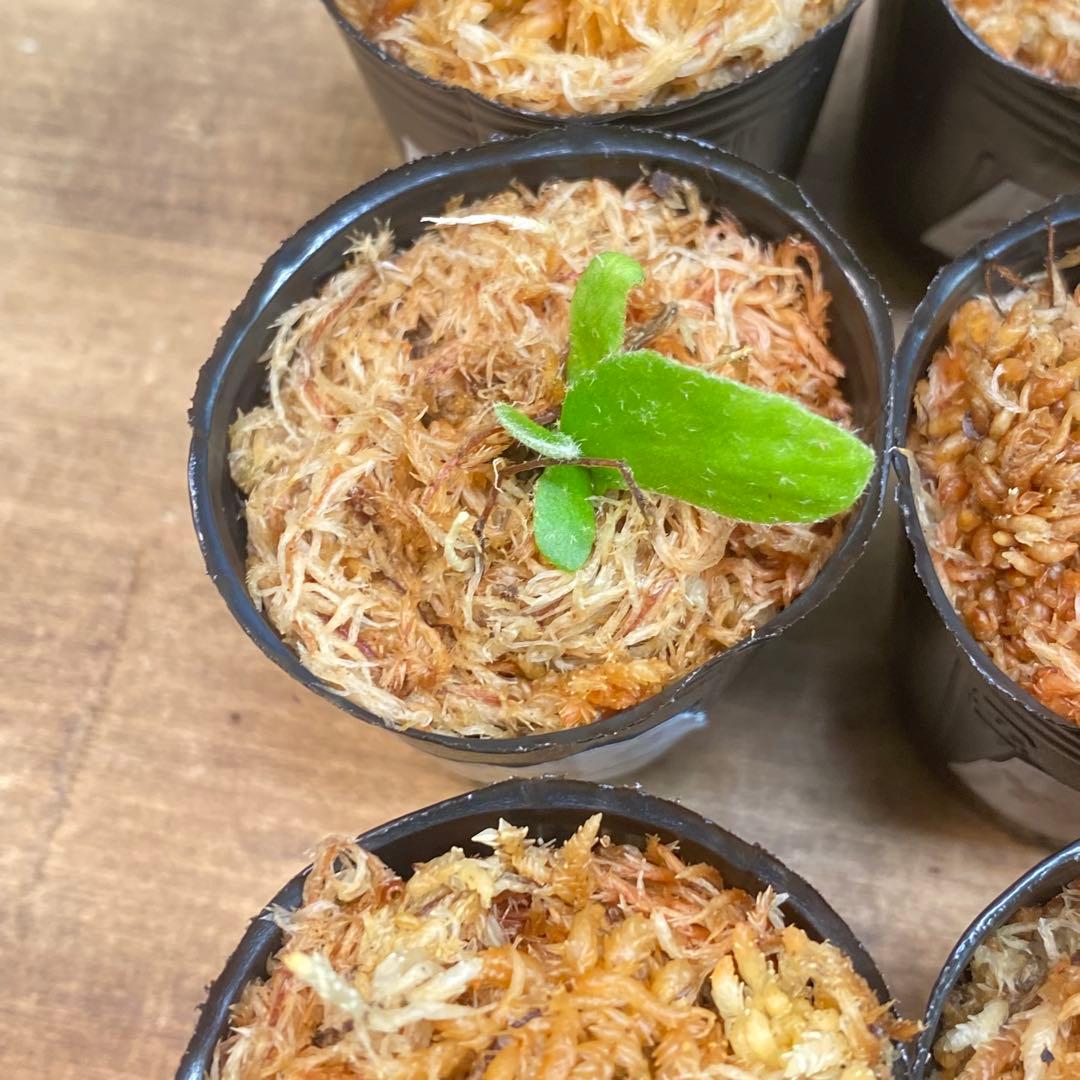 Yellow Moon dwarf Totoroなどビカクシダ胞子培養株20種