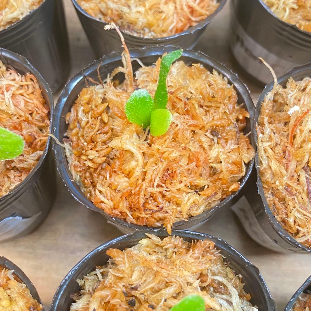 Yellow Moon dwarf Totoroなどビカクシダ胞子培養株20種