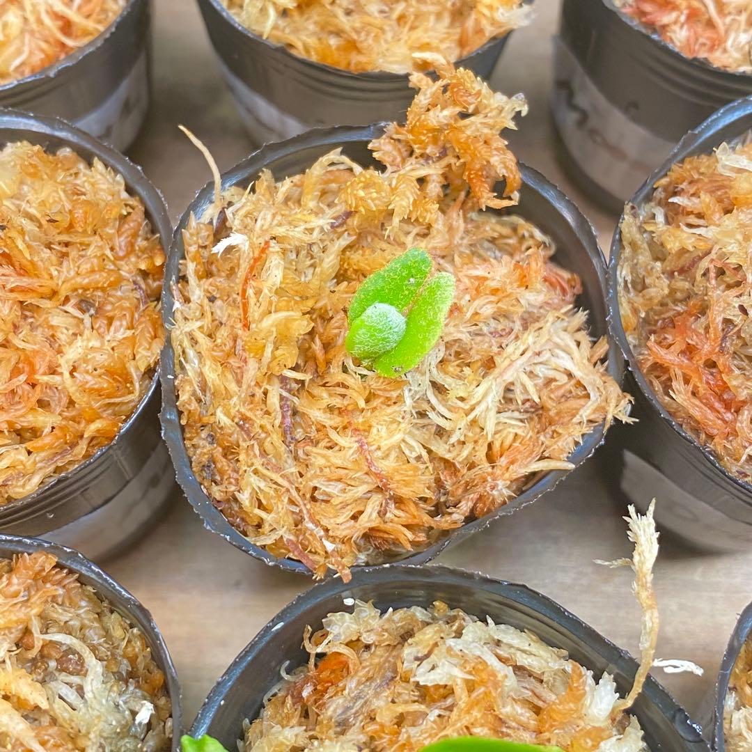 Yellow Moon dwarf Totoroなどビカクシダ胞子培養株20種