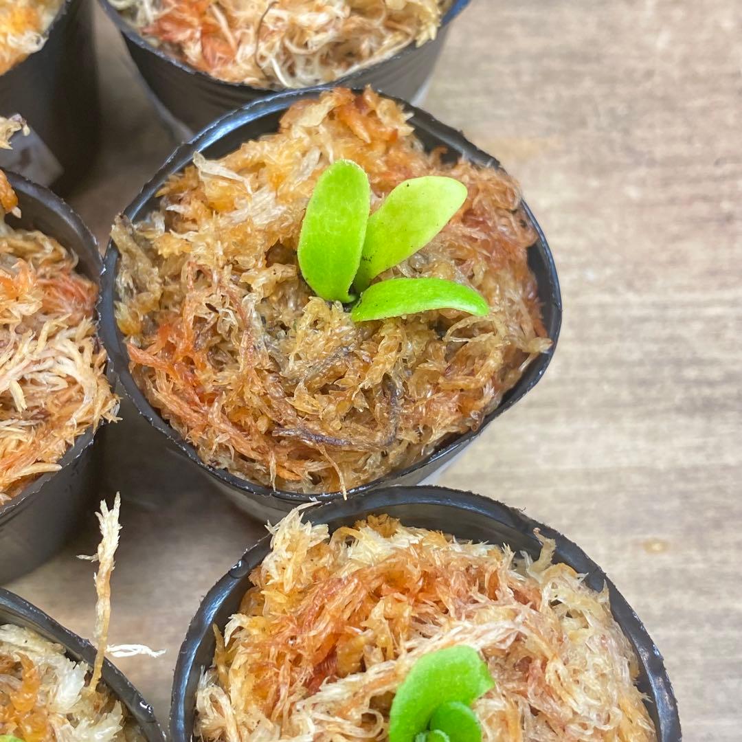 Yellow Moon dwarf Totoroなどビカクシダ胞子培養株20種