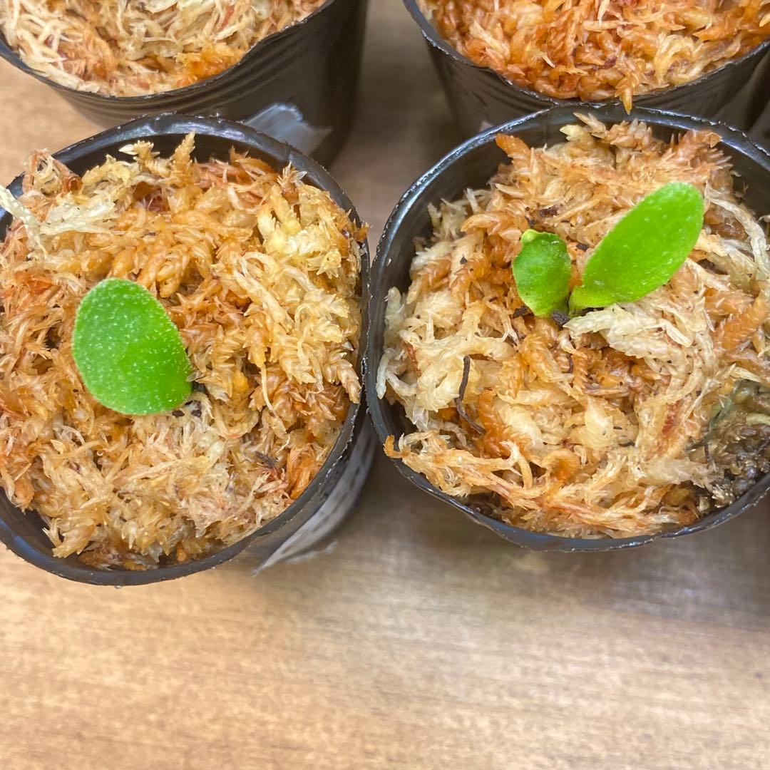 Yellow Moon dwarf Totoroなどビカクシダ胞子培養株20種