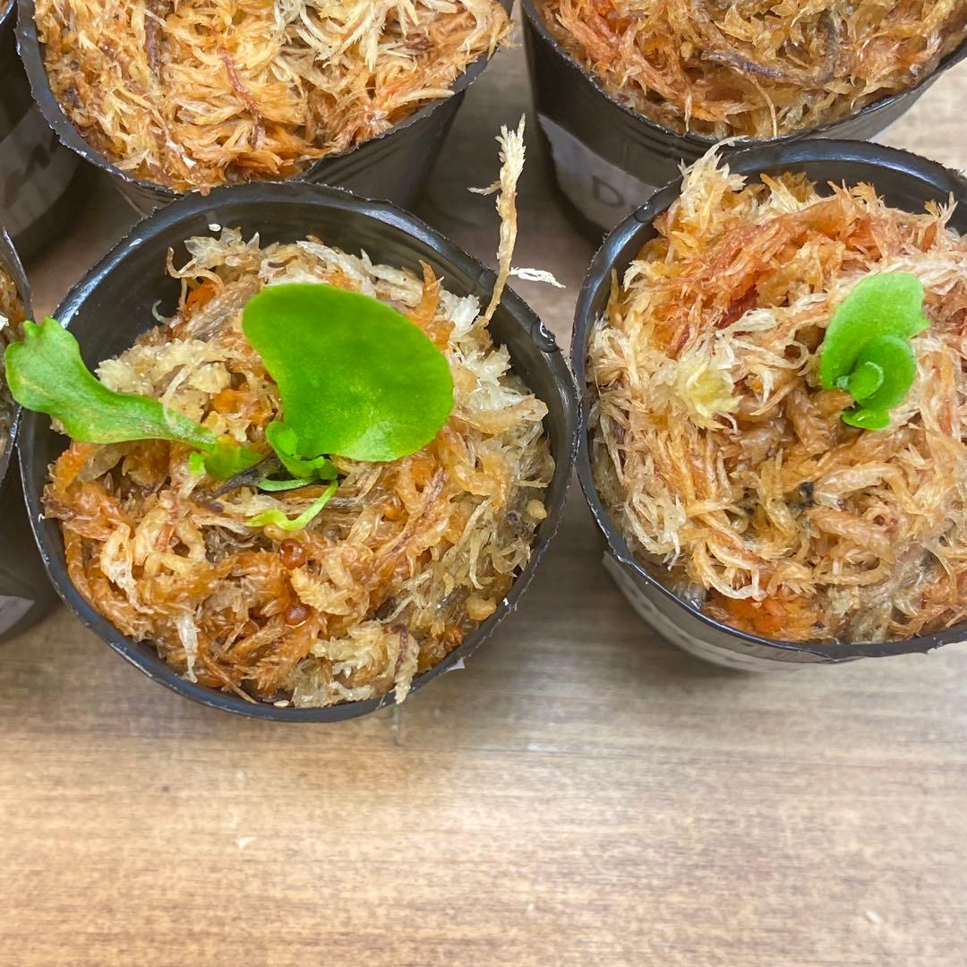 Yellow Moon dwarf Totoroなどビカクシダ胞子培養株20種