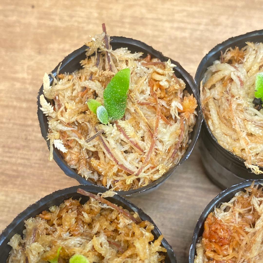 Yellow Moon dwarf Totoroなどビカクシダ胞子培養株20種