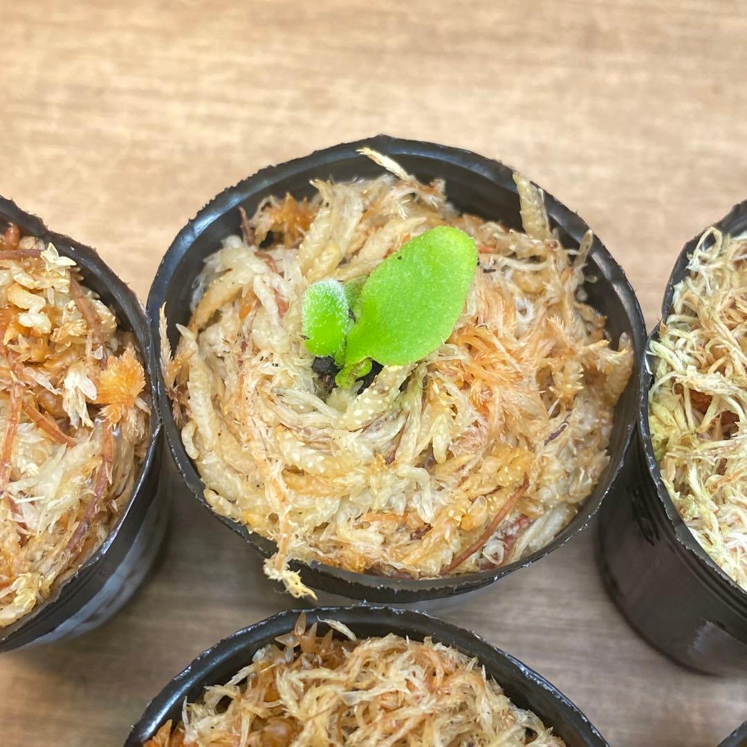 Yellow Moon dwarf Totoroなどビカクシダ胞子培養株20種