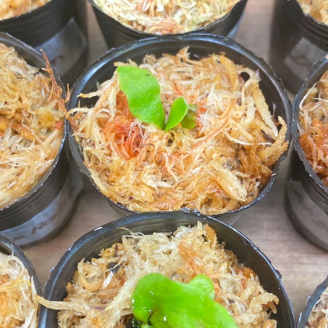 Yellow Moon dwarf Totoroなどビカクシダ胞子培養株20種