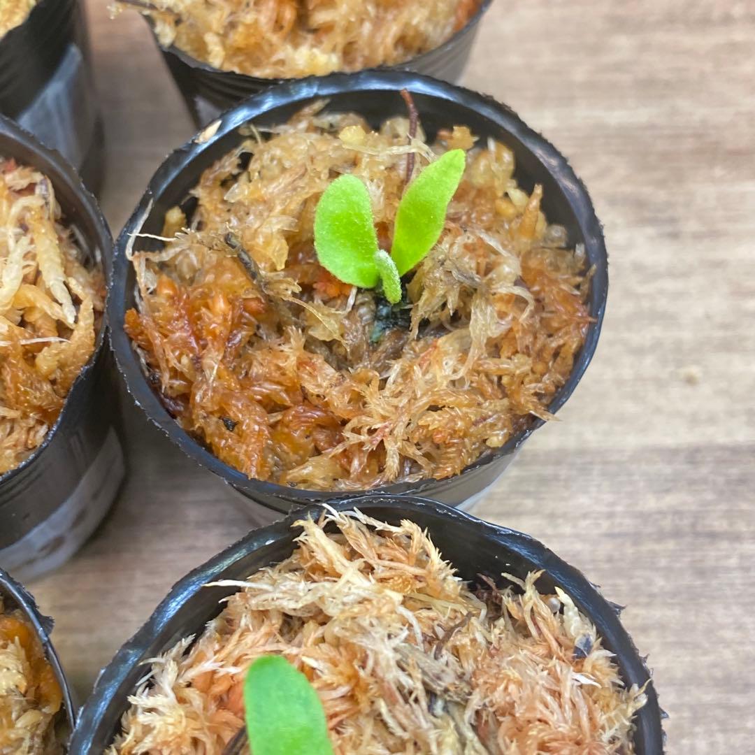 Yellow Moon dwarf Totoroなどビカクシダ胞子培養株20種