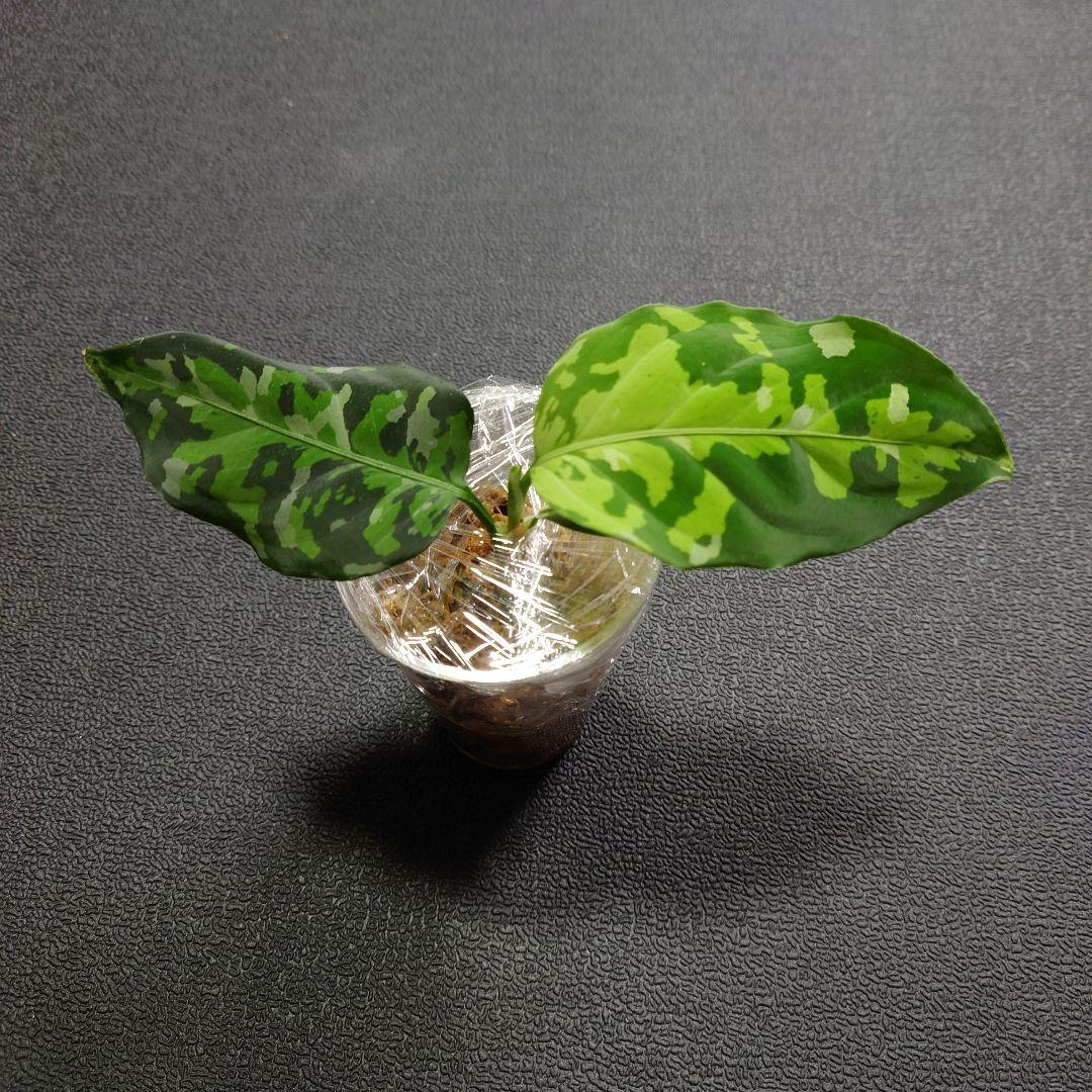 14　アグラオネマ　ピクタム　トリカラー　アンダマン　ポートブレア便　北部地域産