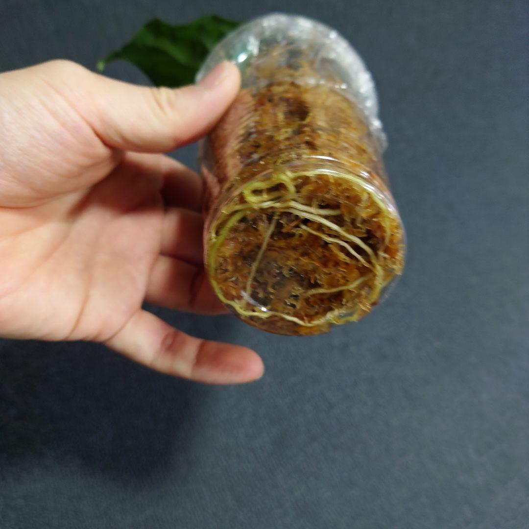 14　アグラオネマ　ピクタム　トリカラー　アンダマン　ポートブレア便　北部地域産