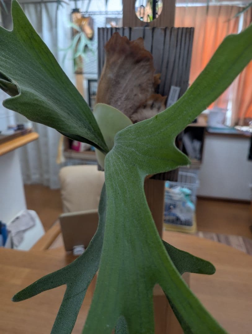 ビカクシダ ビフル 白系 中株
