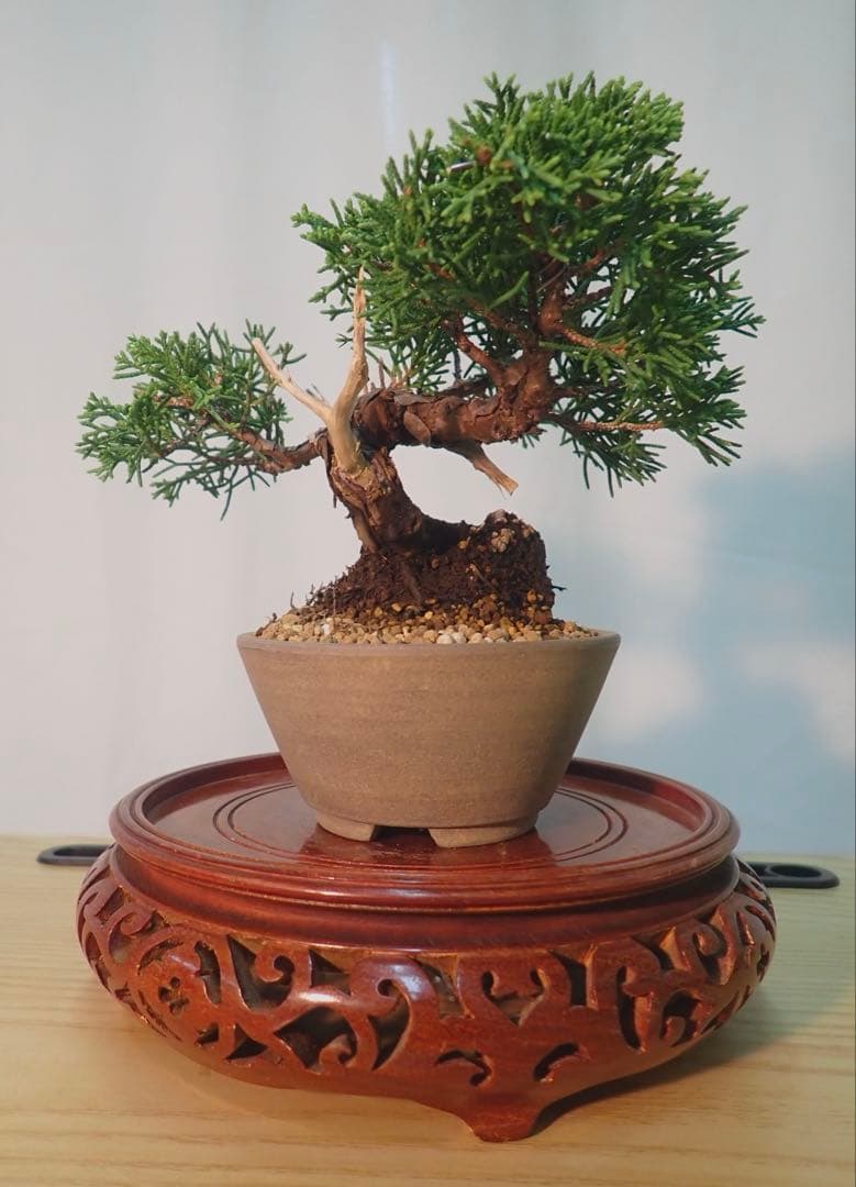 ミニ真柏　太くてかっこいいです