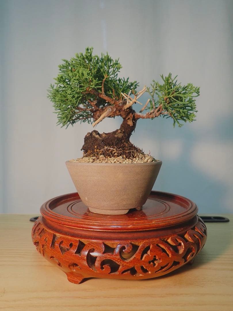 ミニ真柏　太くてかっこいいです