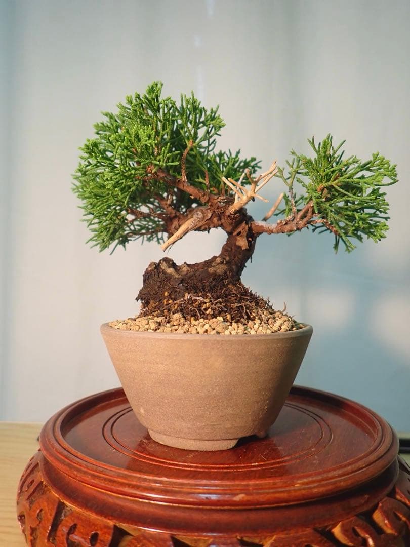 ミニ真柏　太くてかっこいいです