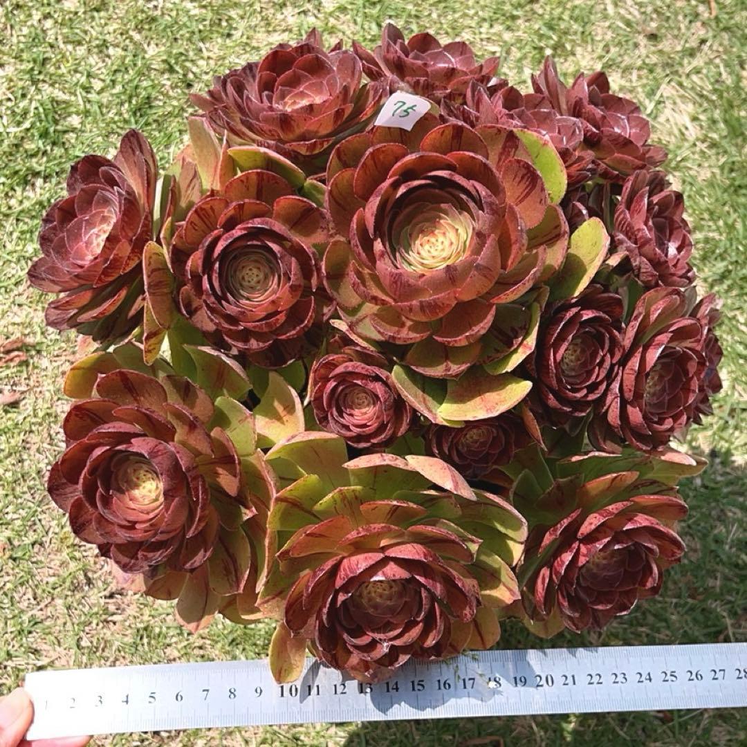 75#多肉植物アエオニウム錦❤️ハロウィンブラック糸引き锦❤️17頭28cm拨き苗