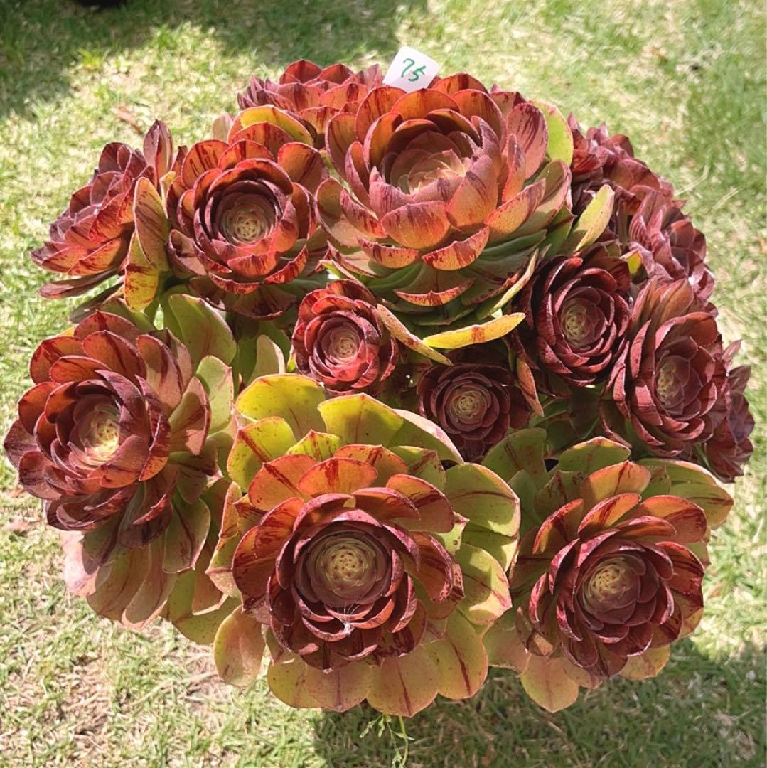75#多肉植物アエオニウム錦❤️ハロウィンブラック糸引き锦❤️17頭28cm拨き苗
