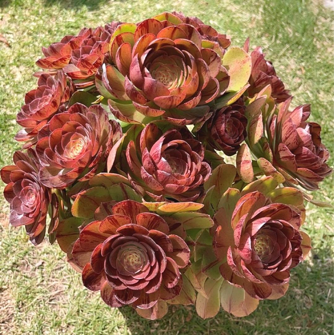 75#多肉植物アエオニウム錦❤️ハロウィンブラック糸引き锦❤️17頭28cm拨き苗