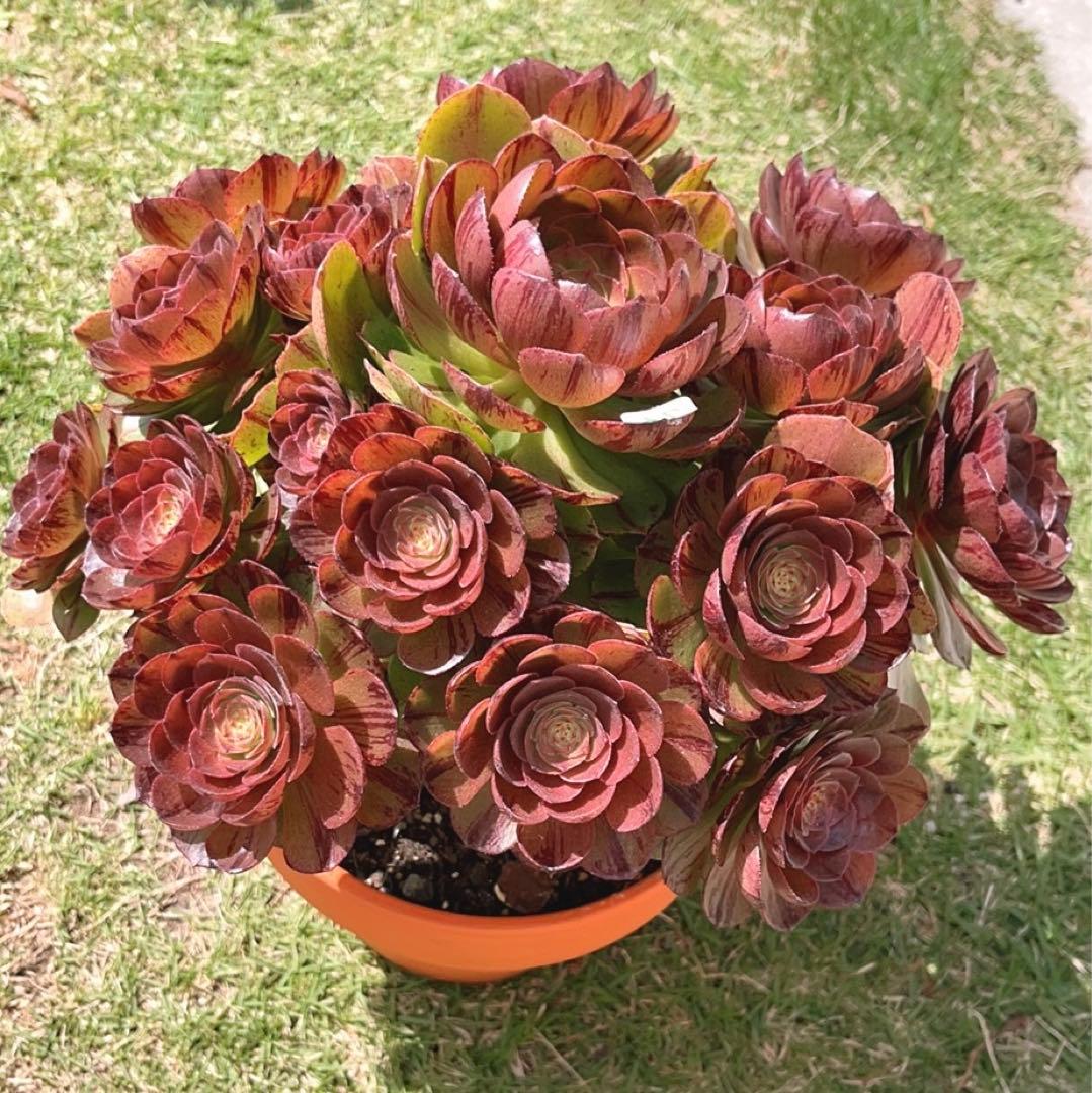 75#多肉植物アエオニウム錦❤️ハロウィンブラック糸引き锦❤️17頭28cm拨き苗