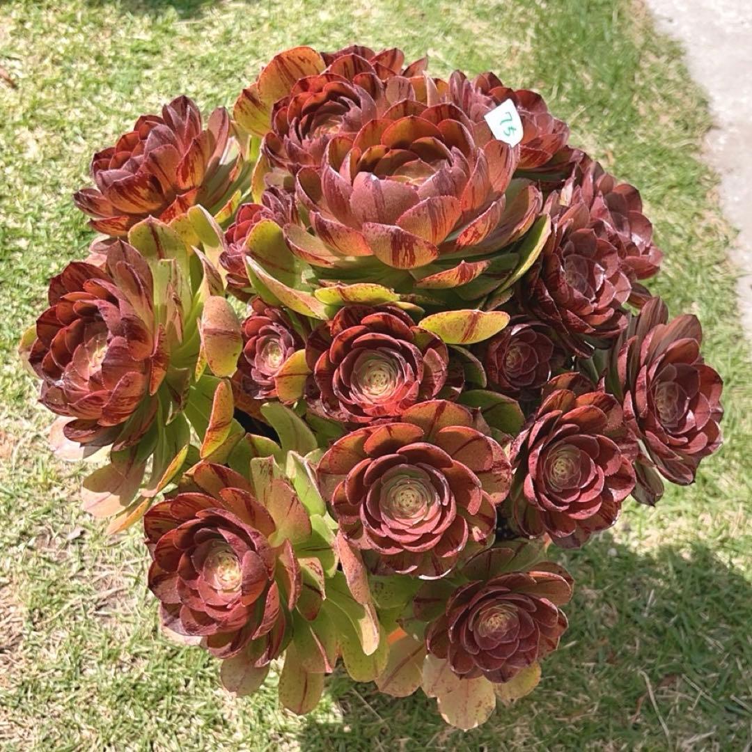 75#多肉植物アエオニウム錦❤️ハロウィンブラック糸引き锦❤️17頭28cm拨き苗