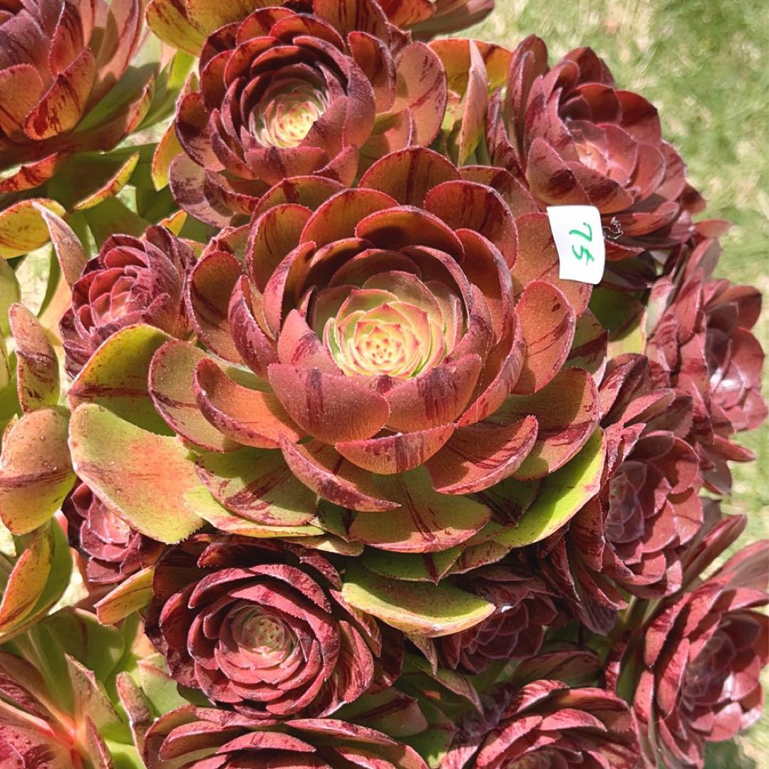 75#多肉植物アエオニウム錦❤️ハロウィンブラック糸引き锦❤️17頭28cm拨き苗