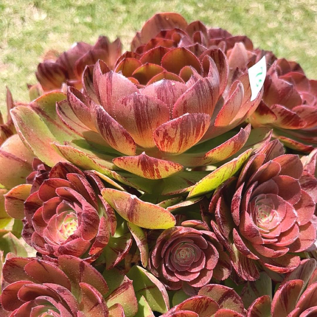 75#多肉植物アエオニウム錦❤️ハロウィンブラック糸引き锦❤️17頭28cm拨き苗