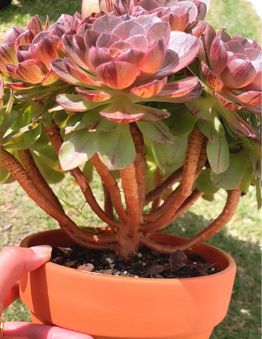 75#多肉植物アエオニウム錦❤️ハロウィンブラック糸引き锦❤️17頭28cm拨き苗