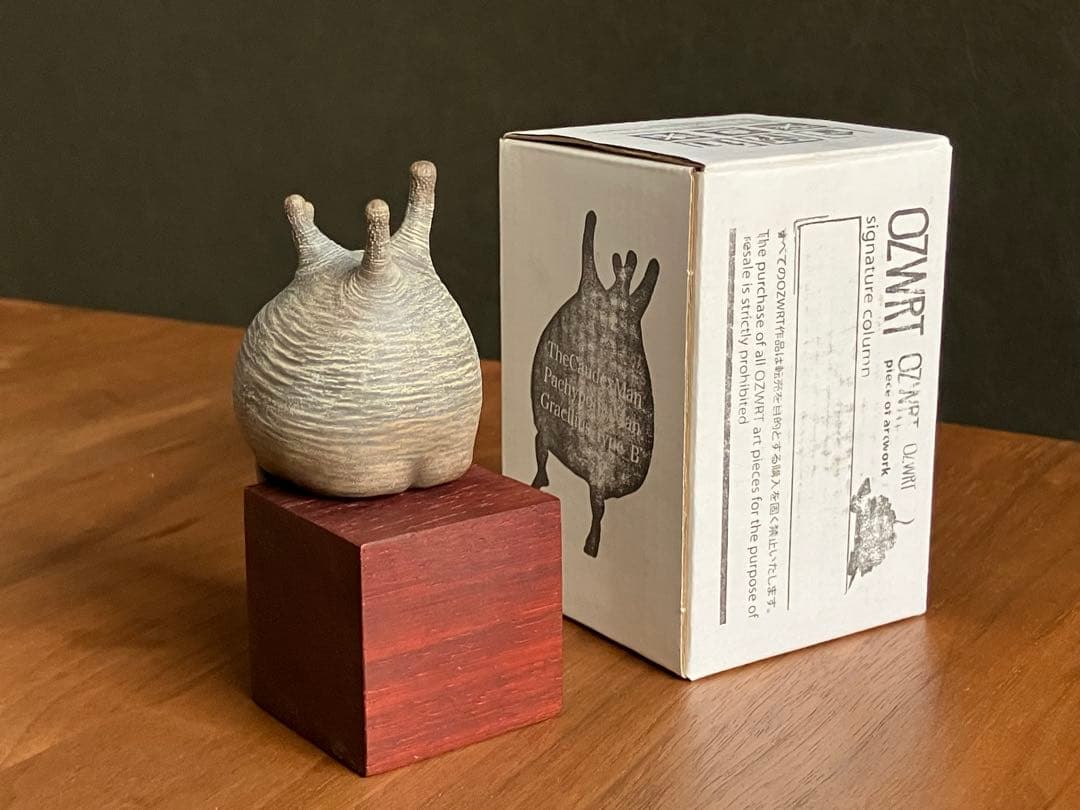 その他 CaudexMan Pachypodium Gracilius Type B