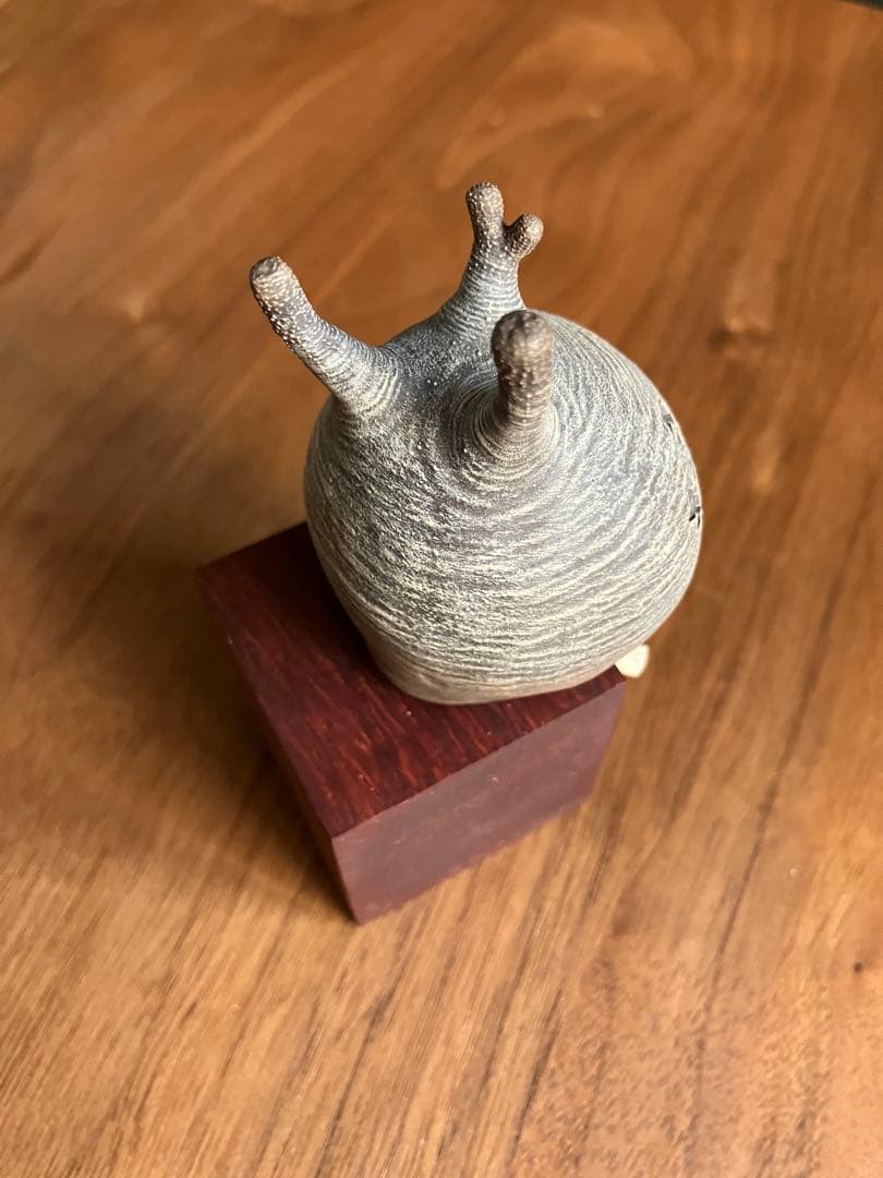 その他 CaudexMan Pachypodium Gracilius Type B