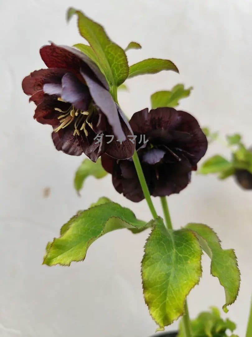 クリスマスローズ　DD炭紫　ダブル✨️希少❤️　黒紫　くすみ紫