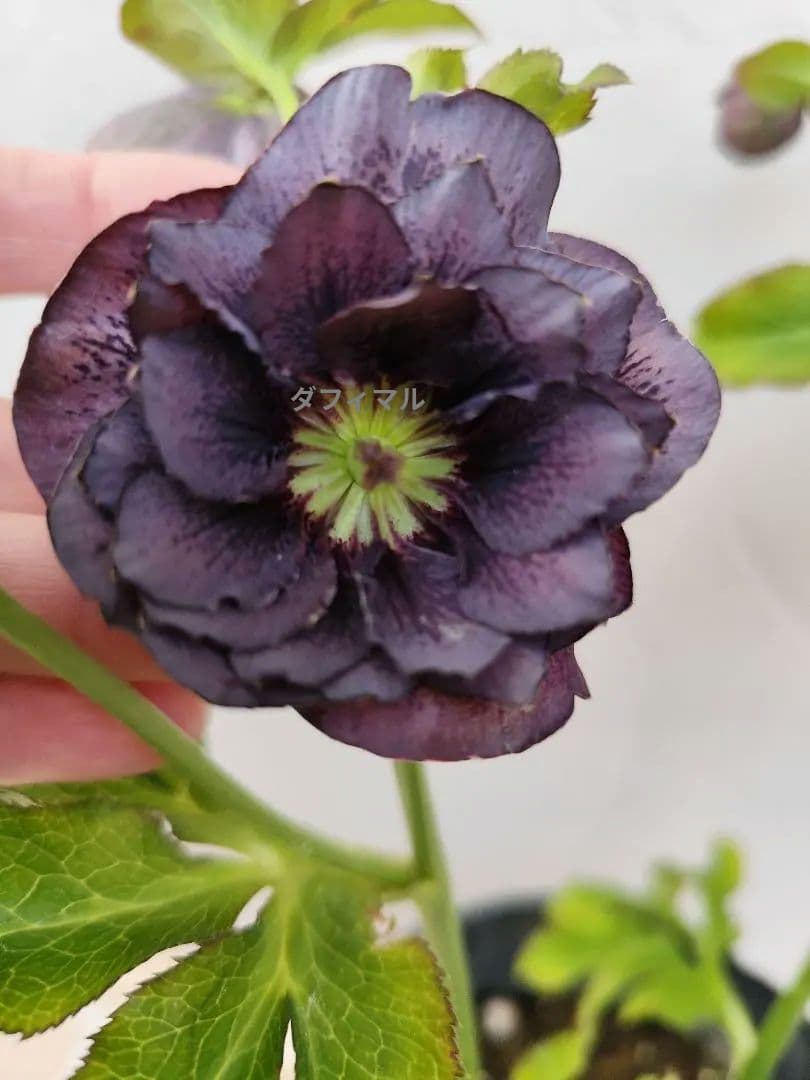 クリスマスローズ　DD炭紫　ダブル✨️希少❤️　黒紫　くすみ紫