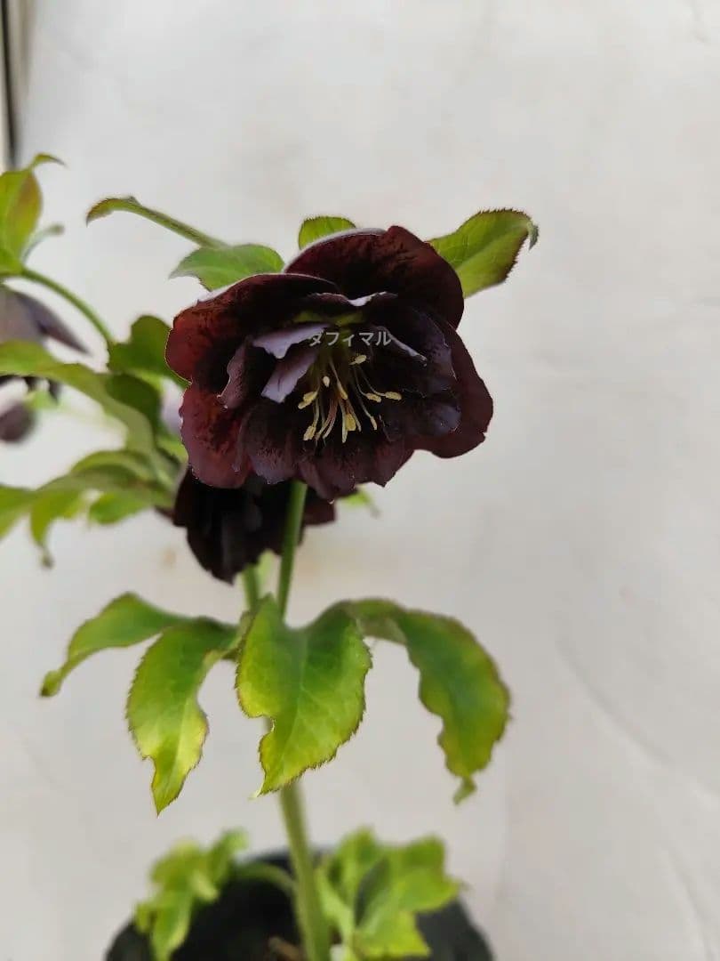 クリスマスローズ　DD炭紫　ダブル✨️希少❤️　黒紫　くすみ紫