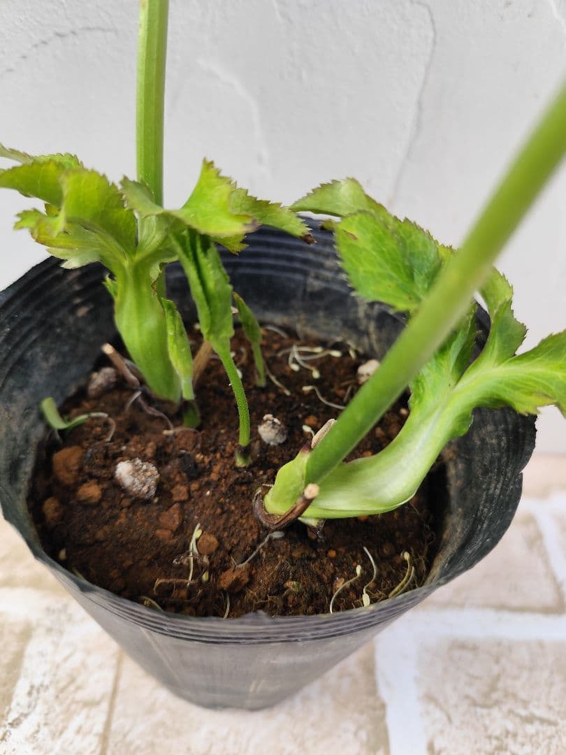 クリスマスローズ　DD炭紫　ダブル✨️希少❤️　黒紫　くすみ紫